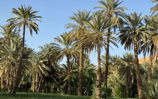 Palmeral bajo un cielo despejado en el desierto marroquí