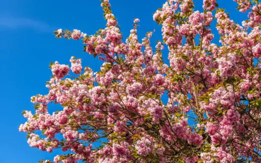 Cerezo en plena floración bajo un cielo azul
