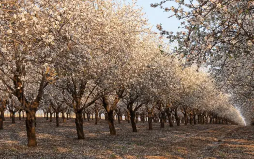 Almendros en flor alineados en un campo, en primavera