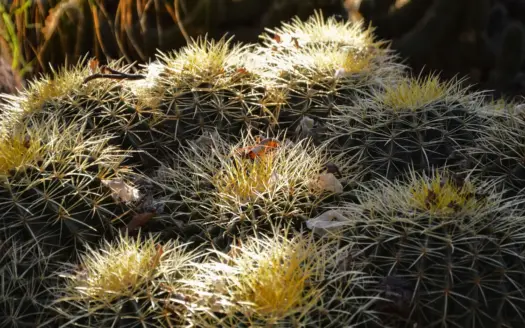 Echinocactus grusonii en un jardín de Marrakech, con su textura espinosa al sol