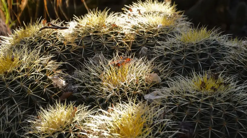 Echinocactus grusonii en un jardín de Marrakech, con su textura espinosa al sol