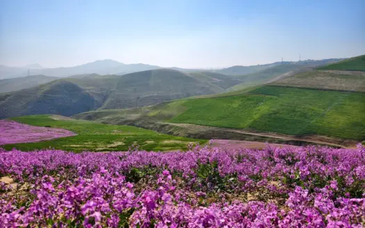 Flores moradas y colinas verdes cerca de Fez, en Marruecos, en primavera