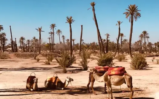 10 actividades en Marrakech con niños para toda la familia