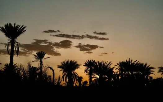 Palmeras recortadas contra el cielo del atardecer