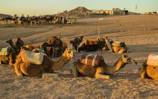 Paseos en camello en Marrakech: guía completa 2026