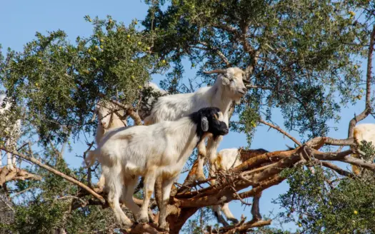 Cabras subidas a las ramas de un argán en el sur de Marruecos