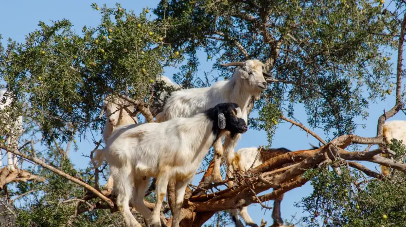 Cabras subidas a las ramas de un argán en el sur de Marruecos